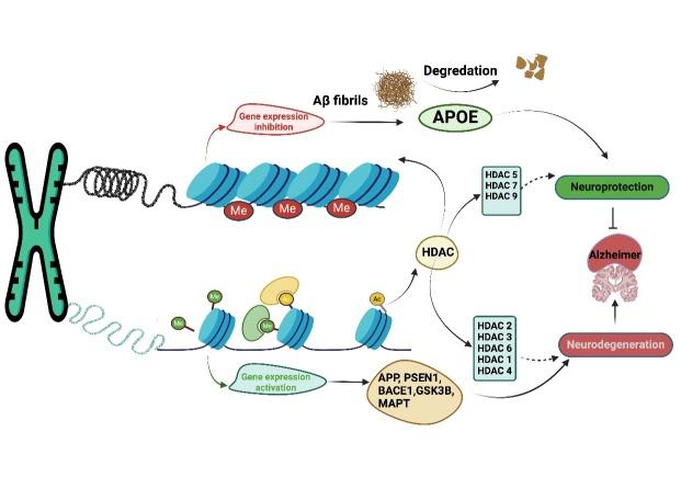 https://cdn.ncbi.nlm.nih.gov/pmc/blobs/3ae3/11964419/f4d2c8c3c236/AD-16-2-787-g5.jpg