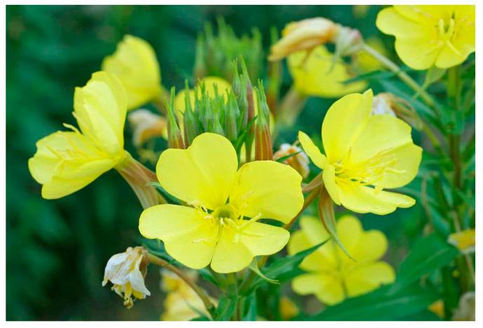 https://cdn.ncbi.nlm.nih.gov/pmc/blobs/3ae5/11677410/79a772ecd83c/plants-13-03515-g017.jpg