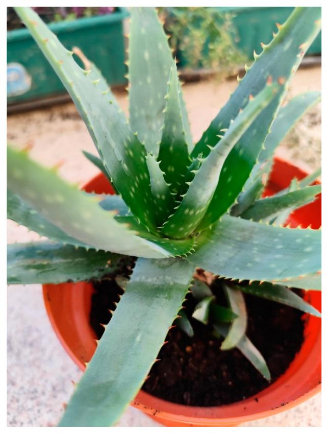 https://cdn.ncbi.nlm.nih.gov/pmc/blobs/3ae5/11677410/d1e4335eb64e/plants-13-03515-g002.jpg