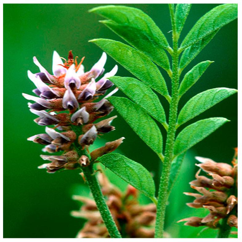 https://cdn.ncbi.nlm.nih.gov/pmc/blobs/3ae5/11677410/ead25c7d8d74/plants-13-03515-g008.jpg