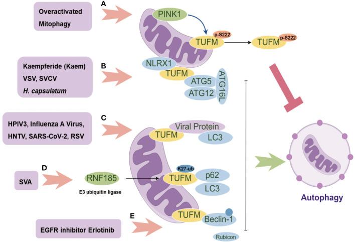 https://cdn.ncbi.nlm.nih.gov/pmc/blobs/3ae6/11167084/e7e9aab23b80/fimmu-15-1424385-g002.jpg