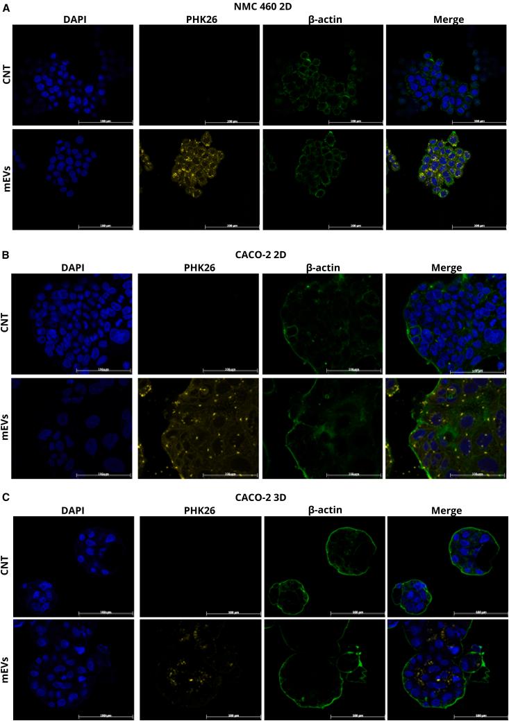 https://cdn.ncbi.nlm.nih.gov/pmc/blobs/3aea/12396431/ab051c0afd0a/gr3.jpg