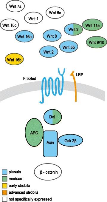 https://cdn.ncbi.nlm.nih.gov/pmc/blobs/3aeb/4334923/1957cd6d5262/12864_2015_1320_Fig5_HTML.jpg