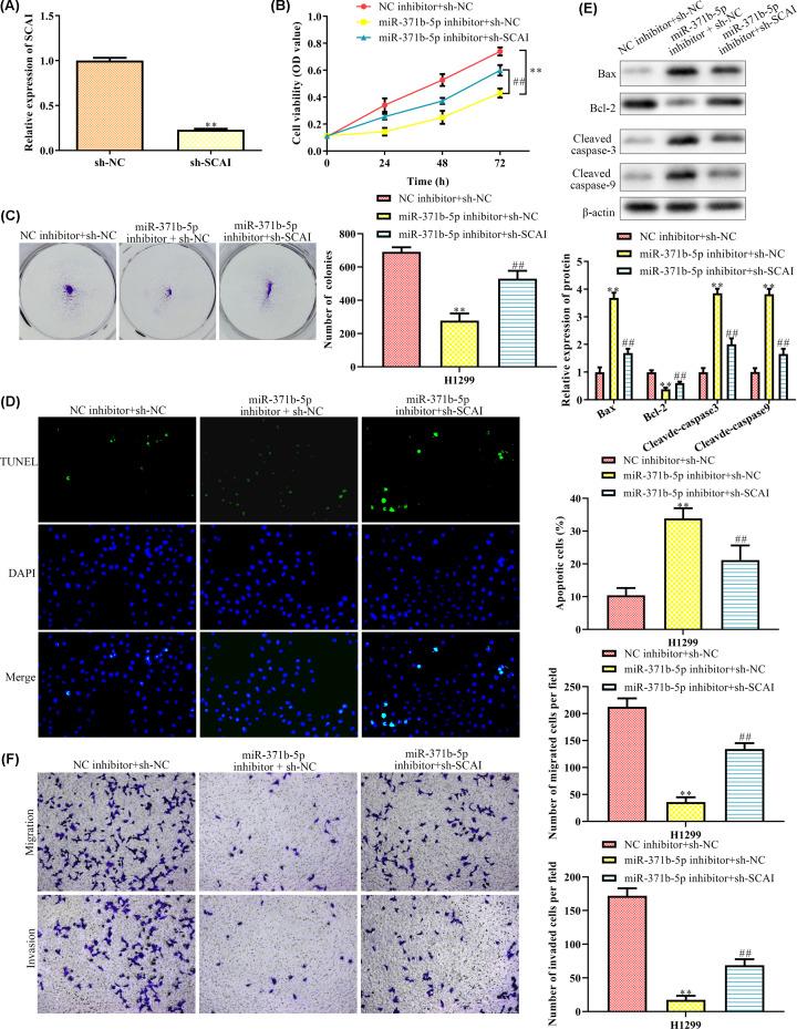 https://cdn.ncbi.nlm.nih.gov/pmc/blobs/3aeb/7672804/e60f101334e9/bsr-40-bsr20200163-g5.jpg