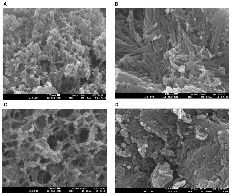 https://cdn.ncbi.nlm.nih.gov/pmc/blobs/3aee/10887077/ecb9c7d676a3/biomedicines-12-00287-g001.jpg