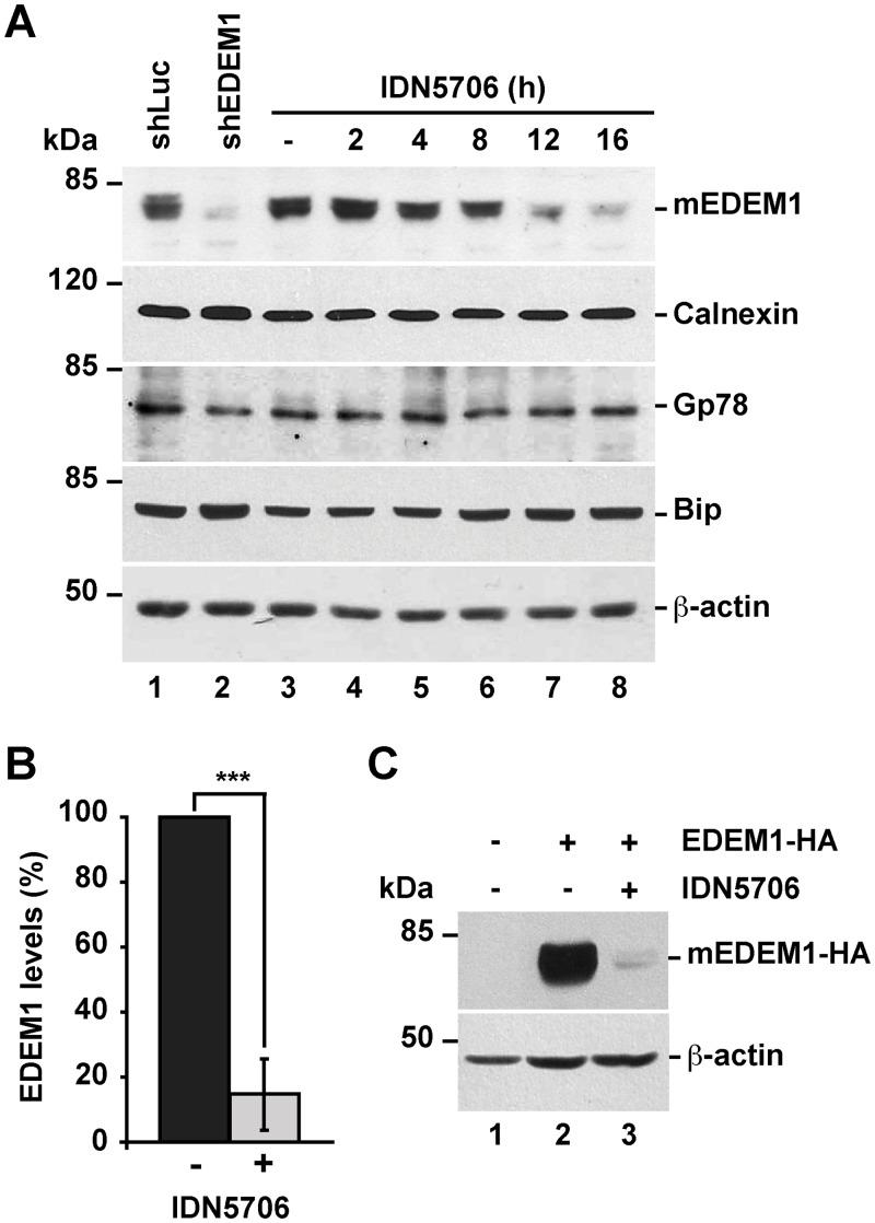 https://cdn.ncbi.nlm.nih.gov/pmc/blobs/3af5/4550396/8b77975fde6e/pone.0136313.g001.jpg