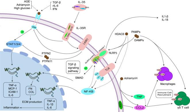 https://cdn.ncbi.nlm.nih.gov/pmc/blobs/3af9/11913671/3ad63bded485/fimmu-16-1526285-g002.jpg
