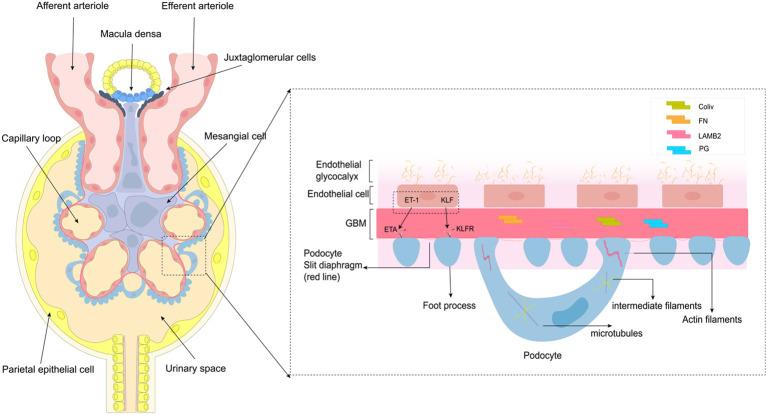 https://cdn.ncbi.nlm.nih.gov/pmc/blobs/3af9/11913671/f5584ee8513b/fimmu-16-1526285-g001.jpg