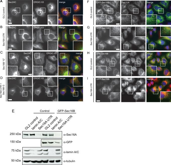 https://cdn.ncbi.nlm.nih.gov/pmc/blobs/3afc/3216564/5c5415406a92/srep00077-f3.jpg