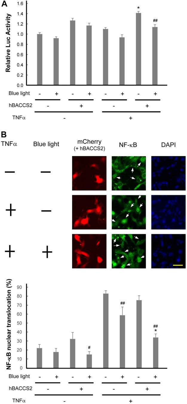 https://cdn.ncbi.nlm.nih.gov/pmc/blobs/3afd/9871596/3e54fcd6207d/fphar-13-1076116-g006.jpg