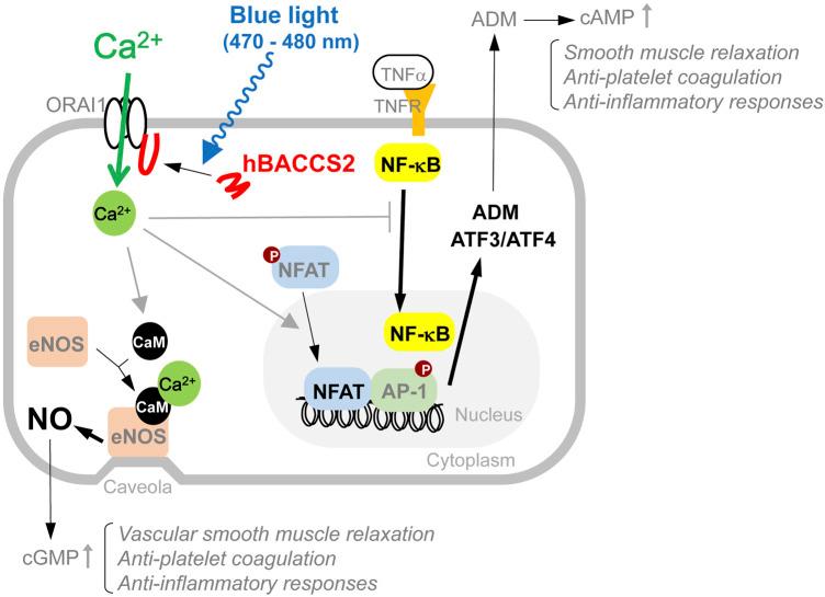 https://cdn.ncbi.nlm.nih.gov/pmc/blobs/3afd/9871596/6957bf1bcba4/fphar-13-1076116-g007.jpg