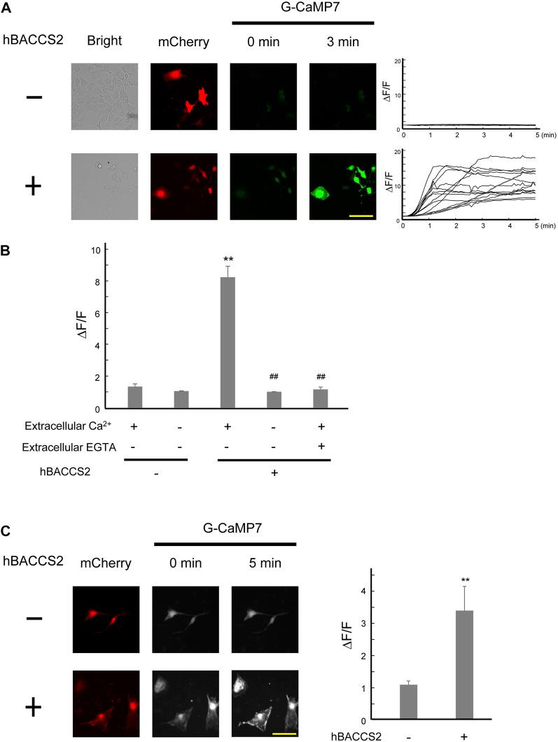 https://cdn.ncbi.nlm.nih.gov/pmc/blobs/3afd/9871596/c00a6774e3c9/fphar-13-1076116-g002.jpg
