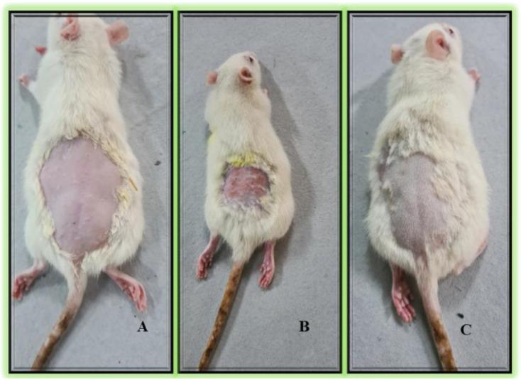 https://cdn.ncbi.nlm.nih.gov/pmc/blobs/3aff/10531150/01b053a315b0/gels-09-00752-g008.jpg
