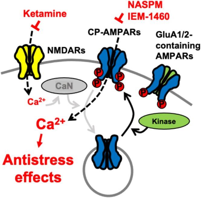 https://cdn.ncbi.nlm.nih.gov/pmc/blobs/3b01/12379868/a6f952a28b0c/FSB2-39-e70891-g003.jpg