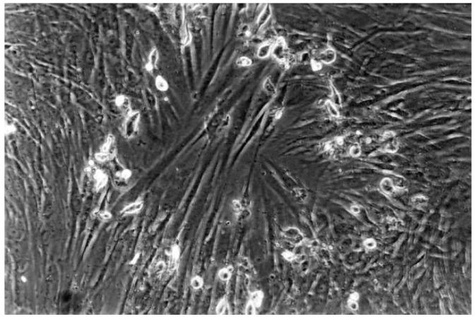 https://cdn.ncbi.nlm.nih.gov/pmc/blobs/3b01/7013582/2d1fe4cdf105/materials-13-00452-g009.jpg