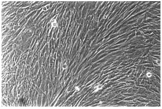 https://cdn.ncbi.nlm.nih.gov/pmc/blobs/3b01/7013582/69942c949b09/materials-13-00452-g007.jpg