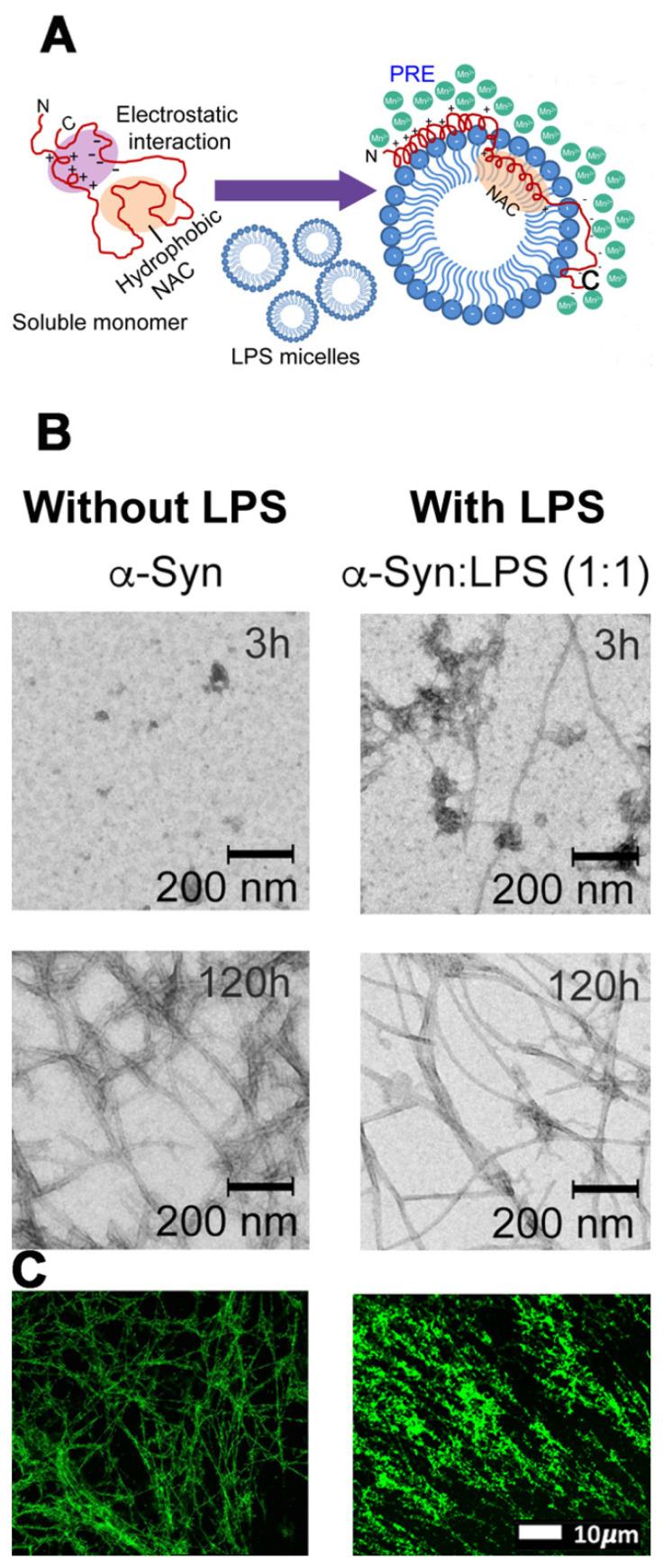 https://cdn.ncbi.nlm.nih.gov/pmc/blobs/3b02/7823713/dc57756dbe19/biomolecules-11-00030-g004.jpg