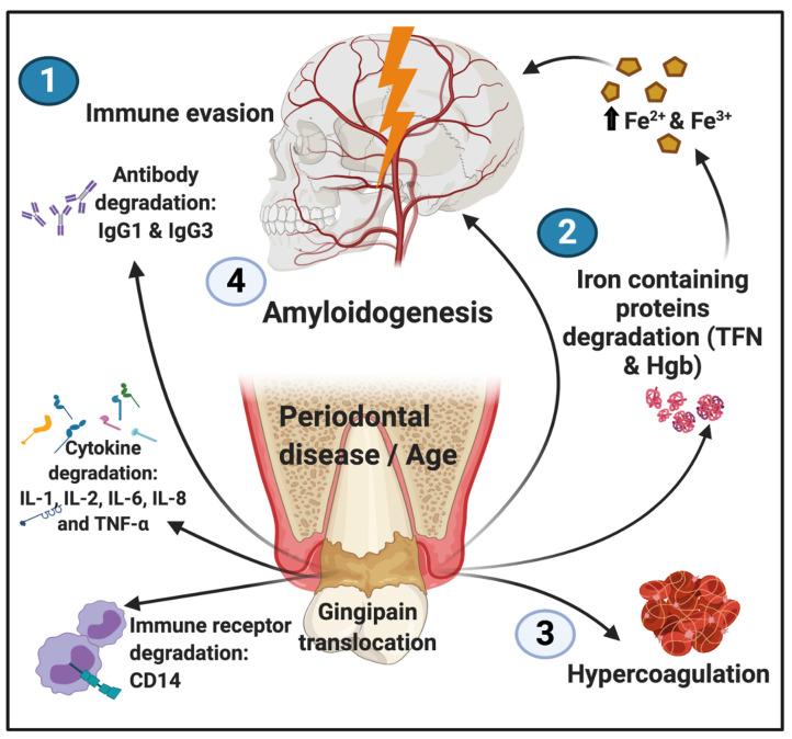 https://cdn.ncbi.nlm.nih.gov/pmc/blobs/3b02/7823713/f5358784bf70/biomolecules-11-00030-g005.jpg