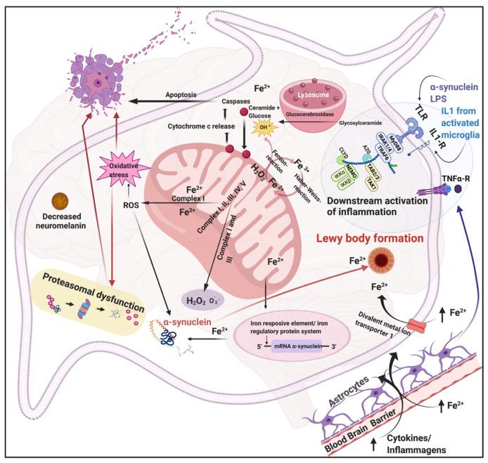https://cdn.ncbi.nlm.nih.gov/pmc/blobs/3b02/7823713/fd81139106c2/biomolecules-11-00030-g002.jpg