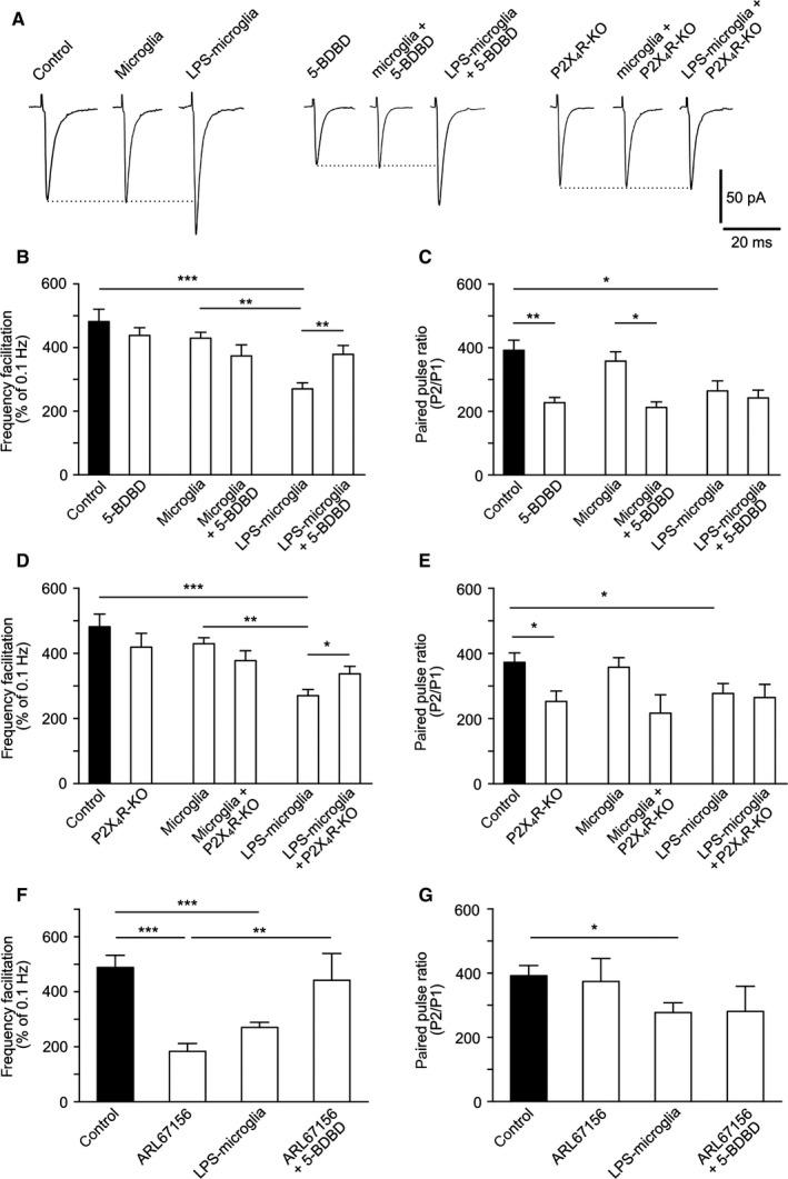 https://cdn.ncbi.nlm.nih.gov/pmc/blobs/3b03/5069607/cd6d41c136b9/EJN-43-1366-g005.jpg