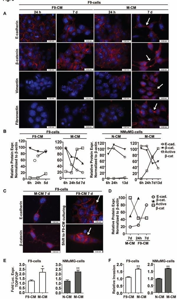 https://cdn.ncbi.nlm.nih.gov/pmc/blobs/3b10/3314544/617297f1ba29/1471-2407-12-35-3.jpg