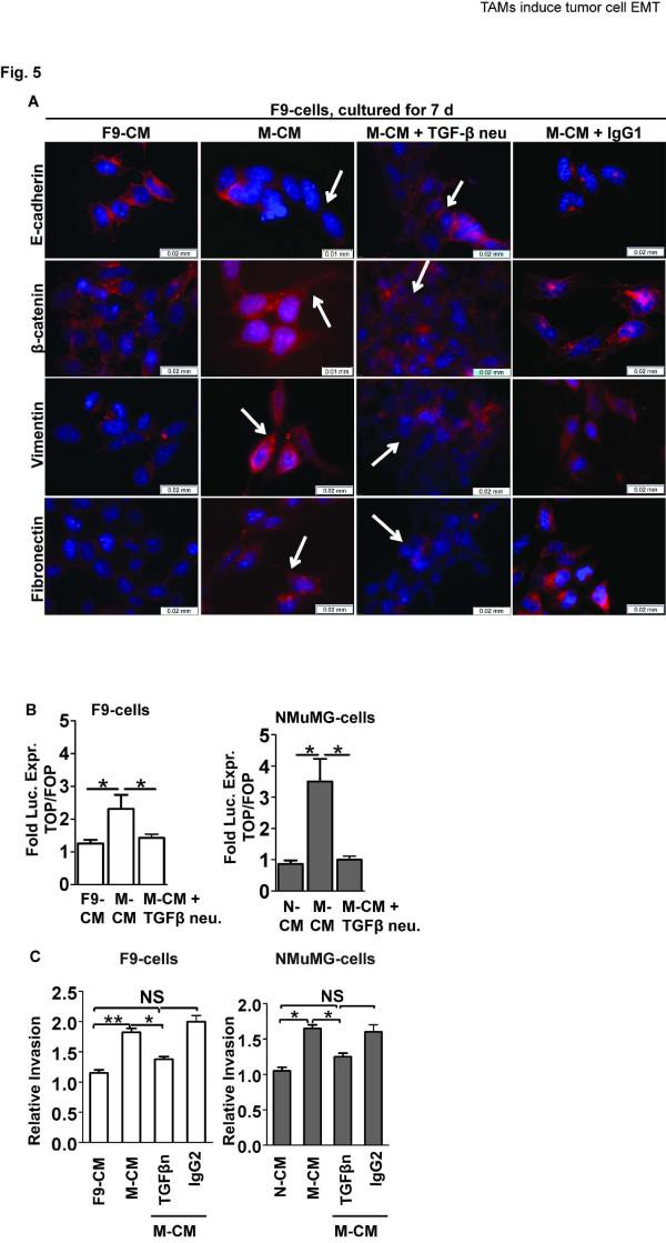 https://cdn.ncbi.nlm.nih.gov/pmc/blobs/3b10/3314544/f063fb2d927c/1471-2407-12-35-5.jpg