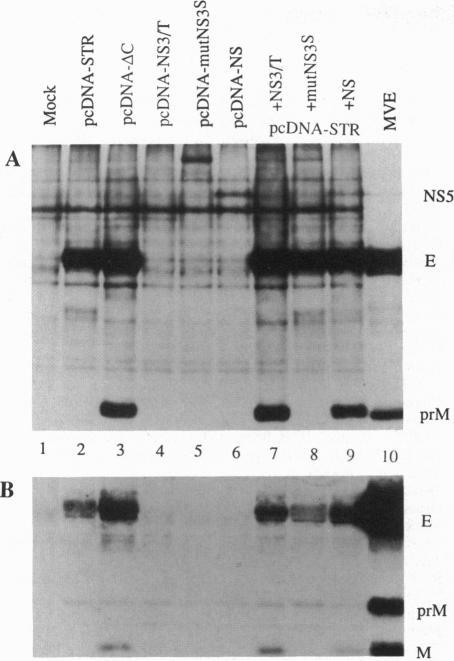 https://cdn.ncbi.nlm.nih.gov/pmc/blobs/3b10/46899/b2475953083d/pnas01470-0352-a.jpg