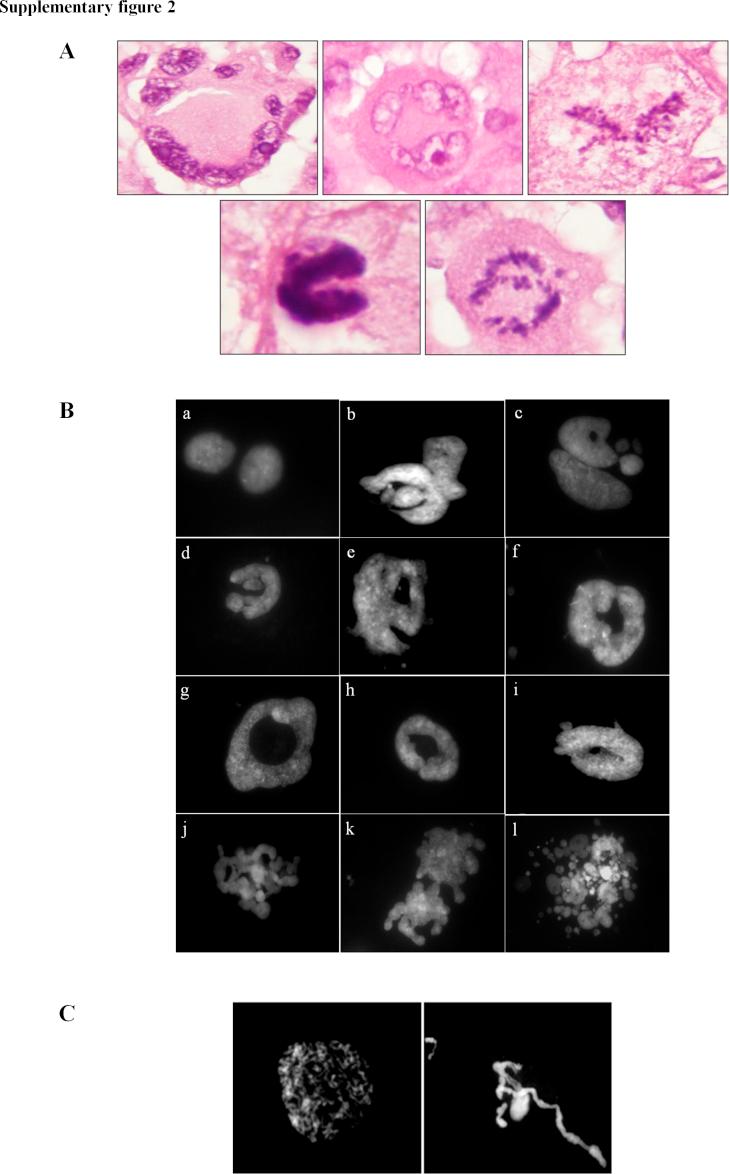 https://cdn.ncbi.nlm.nih.gov/pmc/blobs/3b11/5598297/9f88dd69c931/mmc2.jpg
