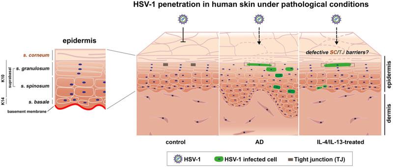 https://cdn.ncbi.nlm.nih.gov/pmc/blobs/3b11/9472615/7fd836e0fde0/jvi.00864-22-f005.jpg