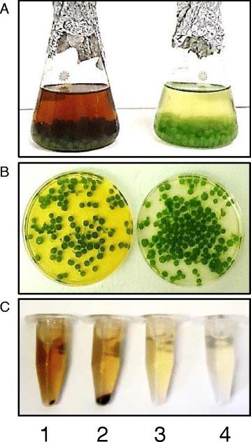 https://cdn.ncbi.nlm.nih.gov/pmc/blobs/3b12/4355497/17422d0ad0d8/13068_2015_210_Fig6_HTML.jpg