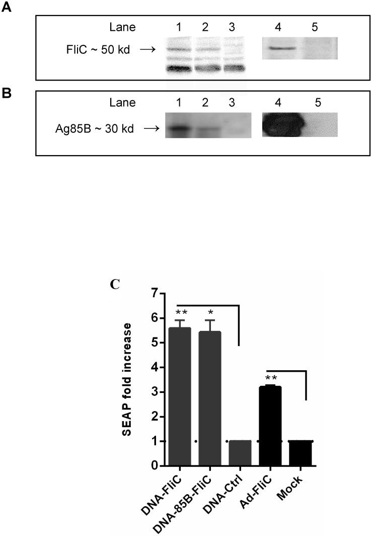 https://cdn.ncbi.nlm.nih.gov/pmc/blobs/3b12/4742079/858f07e82ae1/pone.0148701.g001.jpg