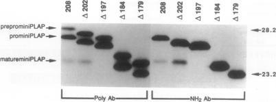 https://cdn.ncbi.nlm.nih.gov/pmc/blobs/3b14/48447/af1e404e3079/pnas01078-0212-a.jpg