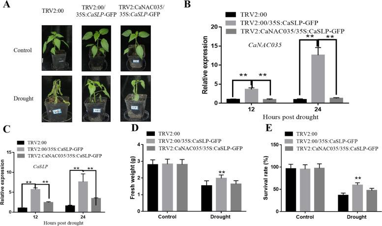 https://cdn.ncbi.nlm.nih.gov/pmc/blobs/3b15/10514951/fe96b1f3ed0f/43897_2023_54_Fig10_HTML.jpg
