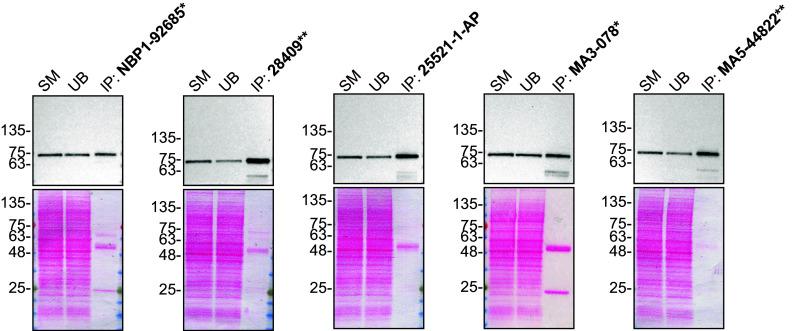 https://cdn.ncbi.nlm.nih.gov/pmc/blobs/3b16/11966097/6ea3e96de7ce/f1000research-14-176259-g0001.jpg
