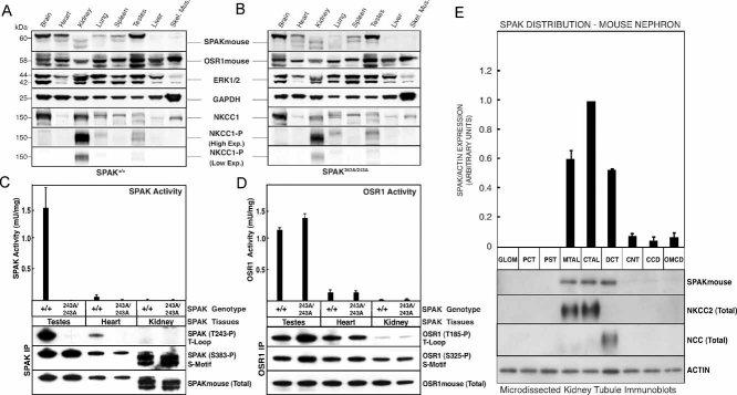 https://cdn.ncbi.nlm.nih.gov/pmc/blobs/3b21/3377268/2d66f9672576/emmm0002-0063-f1.jpg