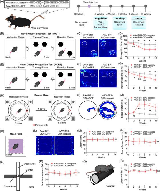 https://cdn.ncbi.nlm.nih.gov/pmc/blobs/3b26/11567838/285dc90603c4/ALZ-20-7971-g002.jpg