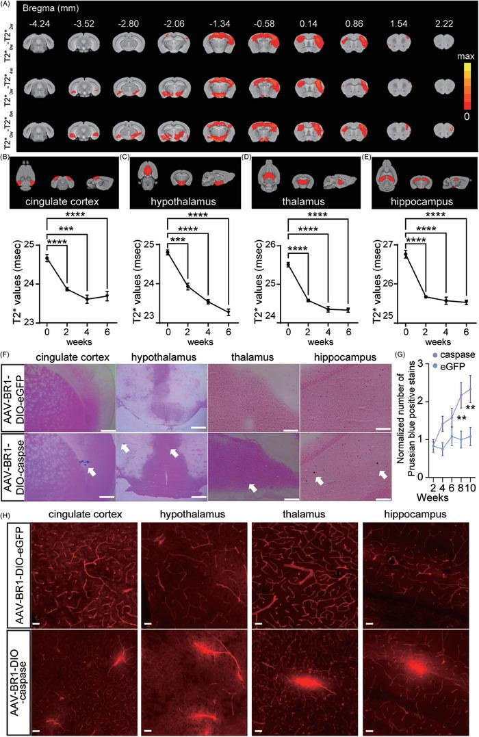 https://cdn.ncbi.nlm.nih.gov/pmc/blobs/3b26/11567838/62b2fa9e267d/ALZ-20-7971-g006.jpg