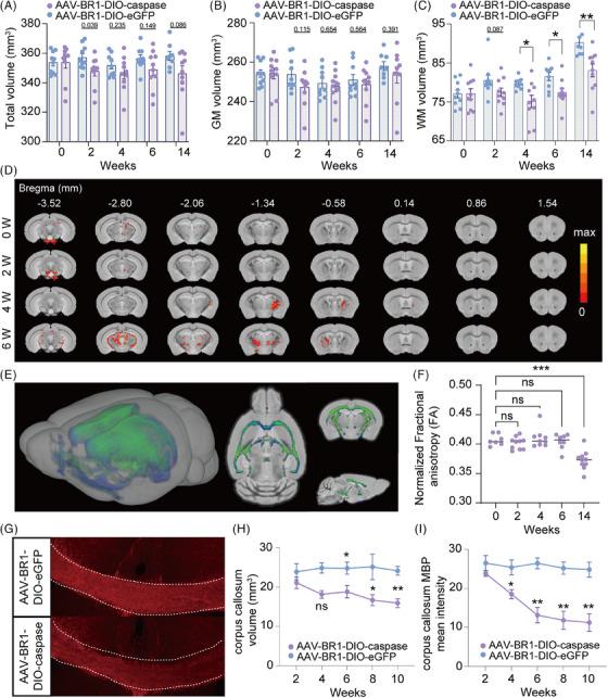 https://cdn.ncbi.nlm.nih.gov/pmc/blobs/3b26/11567838/c0ecc3e07aeb/ALZ-20-7971-g001.jpg