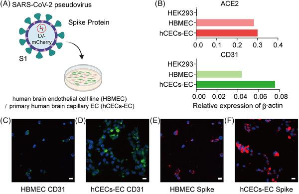 https://cdn.ncbi.nlm.nih.gov/pmc/blobs/3b26/11567838/faeddee1636b/ALZ-20-7971-g004.jpg