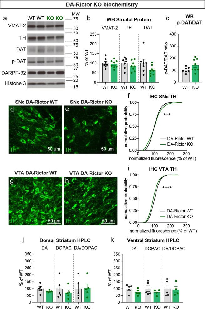 https://cdn.ncbi.nlm.nih.gov/pmc/blobs/3b26/9328766/384ed0eff550/elife-75398-fig9.jpg