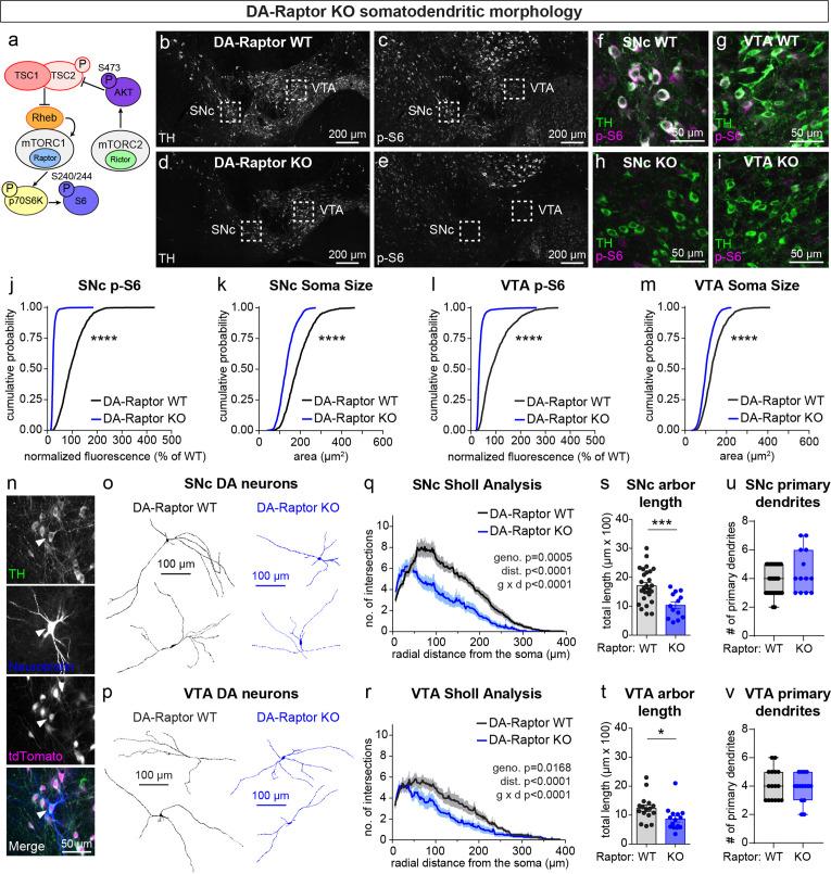 https://cdn.ncbi.nlm.nih.gov/pmc/blobs/3b26/9328766/b58797992dd3/elife-75398-fig1.jpg