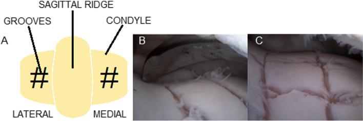https://cdn.ncbi.nlm.nih.gov/pmc/blobs/3b2f/9178899/64fffbd2d973/12917_2022_3323_Fig5_HTML.jpg