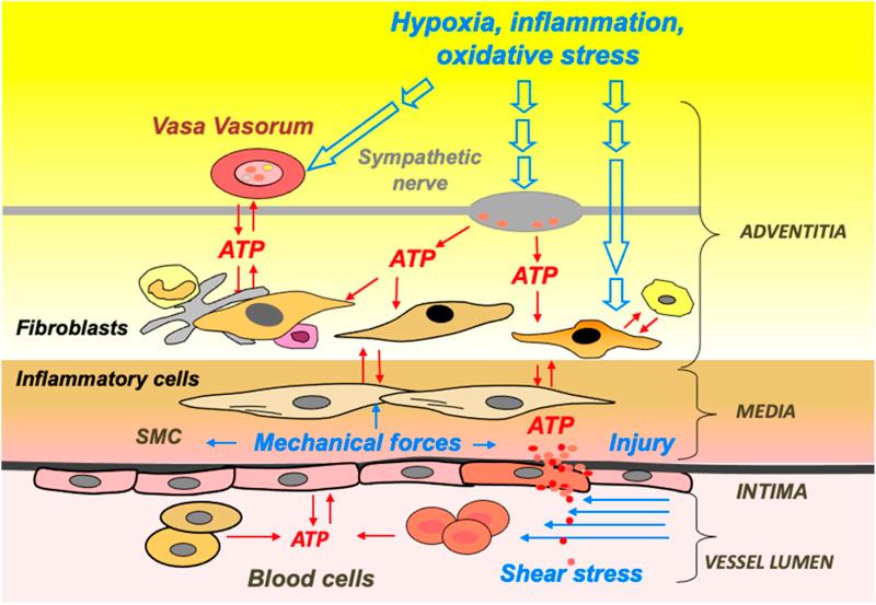 https://cdn.ncbi.nlm.nih.gov/pmc/blobs/3b30/11372795/5c9813c0b916/fphys-15-1450673-g002.jpg