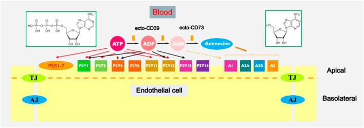 https://cdn.ncbi.nlm.nih.gov/pmc/blobs/3b30/11372795/cce39d5bcb4e/fphys-15-1450673-g001.jpg