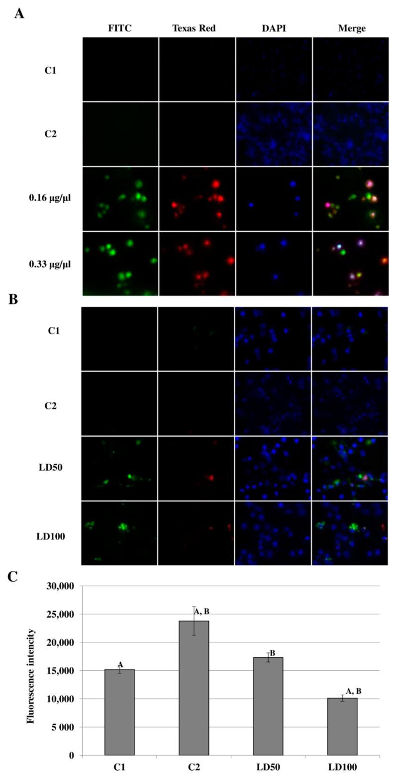 https://cdn.ncbi.nlm.nih.gov/pmc/blobs/3b31/9101785/a2ab93087488/ijms-23-05204-g011.jpg
