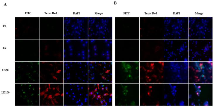 https://cdn.ncbi.nlm.nih.gov/pmc/blobs/3b31/9101785/b056e73f9071/ijms-23-05204-g010.jpg
