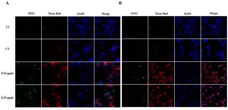https://cdn.ncbi.nlm.nih.gov/pmc/blobs/3b31/9101785/d184bbb7c7ce/ijms-23-05204-g009.jpg