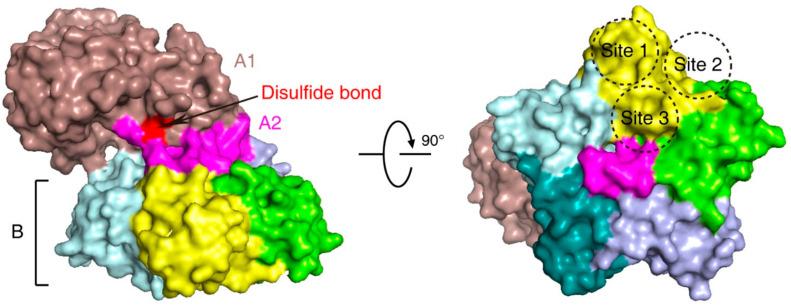 https://cdn.ncbi.nlm.nih.gov/pmc/blobs/3b34/8003205/76263e27d36b/toxins-13-00222-g001.jpg
