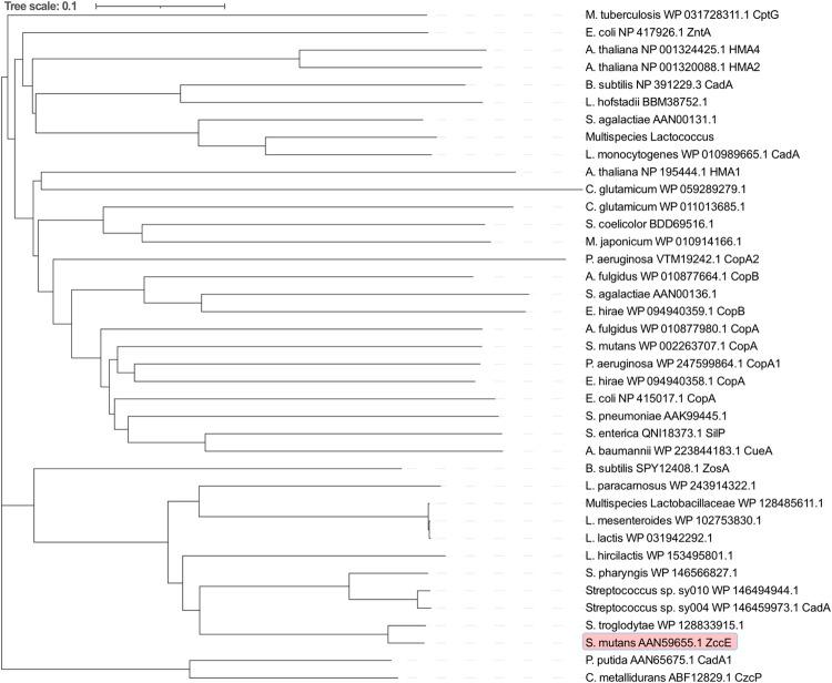https://cdn.ncbi.nlm.nih.gov/pmc/blobs/3b40/9387928/6a7d073d0dcc/ppat.1010477.g003.jpg
