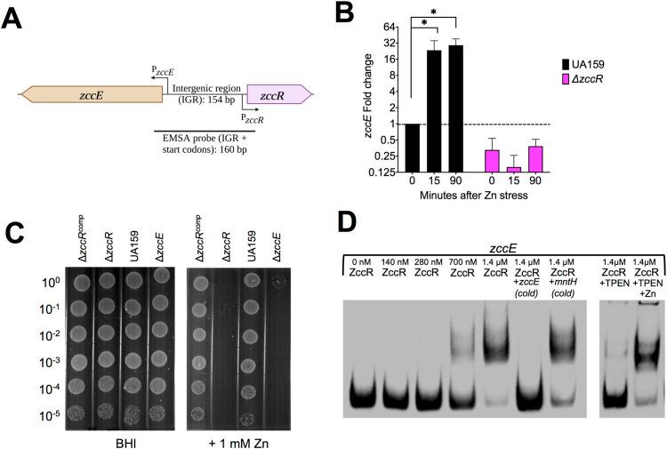 https://cdn.ncbi.nlm.nih.gov/pmc/blobs/3b40/9387928/89bd496c2885/ppat.1010477.g006.jpg